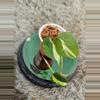 plant/Philodendron Gabby #182-3-thumbnail