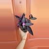 plant/Setcreasea Purpurea specific 3" pot-0-thumbnail