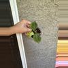 plant/Philodendron Camposportoanum-0-thumbnail