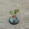 plant/Philodendron Cream Splash #183-0-thumbnail