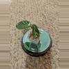 plant/Hoya Krinkle #186-0-thumbnail