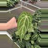 plant/Anthurium dorayaki silver x papillilaminum starter plant growers choice-1-thumbnail