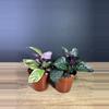 plant/Waffle 2pc Bundle - grower’s choice-1-thumbnail