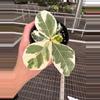 plant/Variegated Fiddle leaf fig “ficus lyrata” 4” pot growers choice-1-thumbnail
