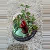 plant/Rainbow Tradescantia #185-0-thumbnail