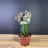 plant/Euphorbia Lactea Cristata/ Mermaid Tail 4” 1796-1-thumbnail