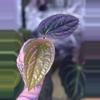 plant/Anthurium Radicans x Luxurians-0-thumbnail