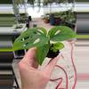 plant/Monstera esqueleto starter plant growers choice-2-thumbnail