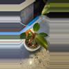 plant/Red Moon Starter-0-thumbnail