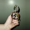 plant/Calathea Dottie-0-thumbnail