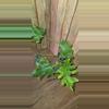 plant/Philodendron Selloum-0-thumbnail
