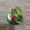 plant/Philodendron Gabby #182-0-thumbnail