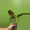 plant/Philo subhastatum-0-thumbnail