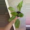 plant/Spathiphyllum Mint-0-thumbnail
