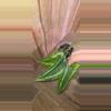 plant/Schismatoglottis Wallichii-0-thumbnail