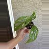 plant/Monstera Laniata-0-thumbnail