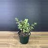 plant/Portulacaria afra - Elephant Bush 3” - grower’s choice-0-thumbnail