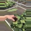 plant/Anthurium dorayaki silver x papillilaminum starter plant growers choice-5-thumbnail