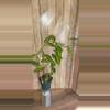 plant/Vanilla Bean Orchid-0-thumbnail