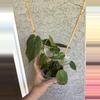 plant/Philodendron Micans-0-thumbnail