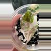 plant/Alocasia Amazonica Pink Thai-1-thumbnail