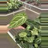 plant/Anthurium dorayaki silver x papillilaminum starter plant growers choice-3-thumbnail