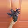 plant/Setcreasea Purpurea specific 3" pot-2-thumbnail