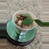 plant/Hoya Nummularioides #180-2-thumbnail