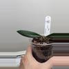 plant/Hoya sulawesiana-2-thumbnail