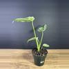 plant/Monstera Mint 3.5” 1797-2-thumbnail