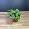 plant/Peperomia Emerald Ripple 4”-1-thumbnail