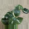 plant/Syngonium Albo #187-1-thumbnail