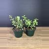 plant/Portulacaria afra - Elephant Bush 3” - grower’s choice-2-thumbnail
