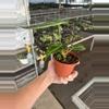 plant/Anthurium Magnificum x crystallinum dark form 4” pot growers choice-5-thumbnail