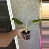plant/Philodendron Giganteum-1-thumbnail