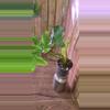 plant/Philodendron Selloum-1-thumbnail