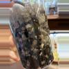 plant/Florida Ghost lightly rooted cutting with new growth-1-thumbnail