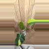 plant/Monstera Borsigiana Aurea-0-thumbnail