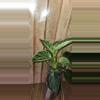 plant/Philodendron Birkin-2-thumbnail