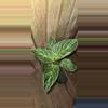 plant/Philodendron Birkin-0-thumbnail