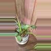 plant/Philodendron Camposportum-1-thumbnail