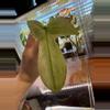 plant/Florida Ghost lightly rooted cutting with new growth-0-thumbnail