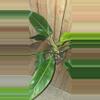 plant/Calkins Gold Philodendron-2-thumbnail