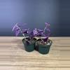 plant/Tradescantia Pink Paradise 4” / grower’s choice-2-thumbnail