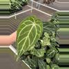 plant/Anthurium dorayaki silver x papillilaminum starter plant growers choice-0-thumbnail