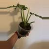 plant/Bob Cee Philodendron-2-thumbnail