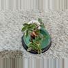 plant/Rainbow Tradescantia #185-2-thumbnail