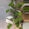 plant/Black pap x Bvep 1 starter-1-thumbnail