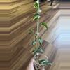 plant/Scindapsus Blue Albo-1-thumbnail