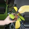 plant/Jungle Fever Yellow-0-thumbnail